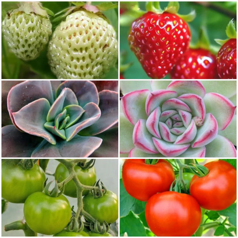 FloraFlare™ Luz de Cultivo - Lumia Estudio