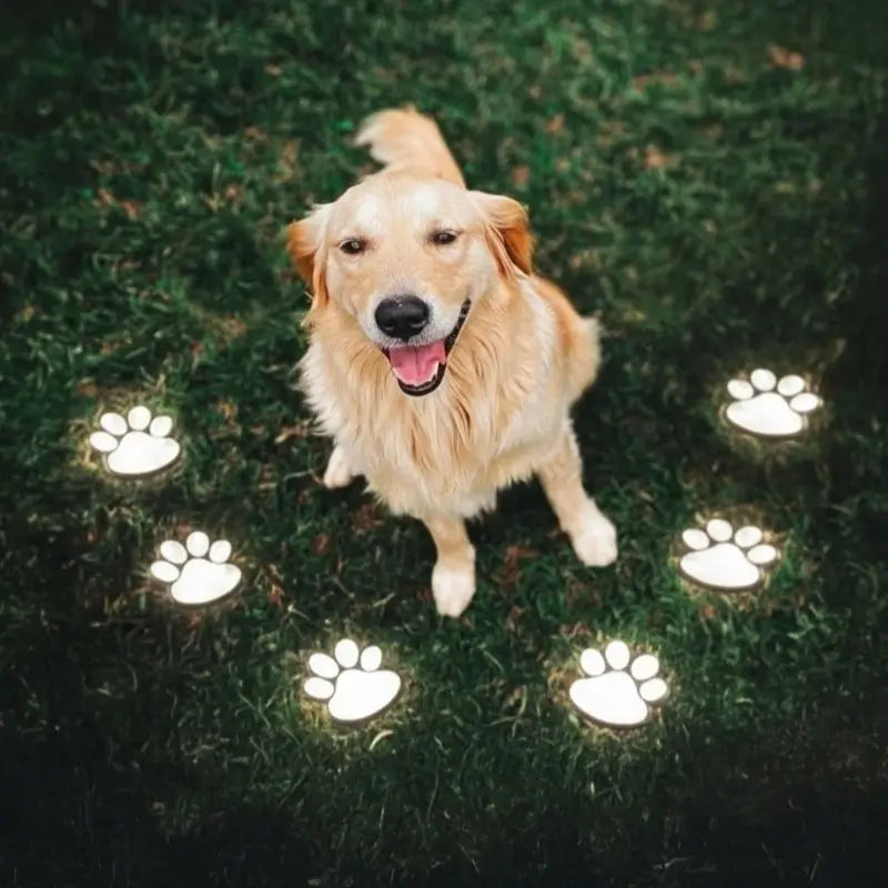 PawGlow™ - Lumia Estudio